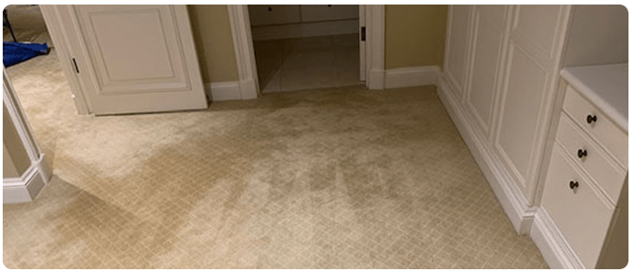 Carpet Mould Treatment and Removal Process